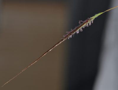 Heteropogon contortus, photographed by kbkash