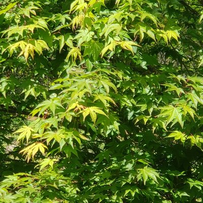 Acer palmatum, photographed by Angelique Murphy