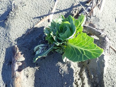 Brassica oleracea, photographed by Arnim Littek