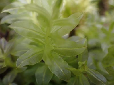 Plagiomnium insigne, photographed by Shane Johnson