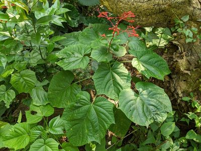 Clerodendrum japonicum, photographed by 潘立傑 LICHIEH_PAN