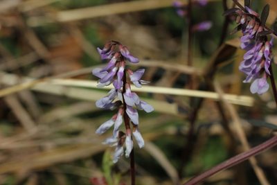 Vicia caroliniana, photographed by jrcagle