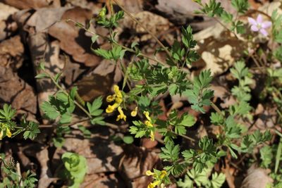 Corydalis flavula, photographed by jrcagle