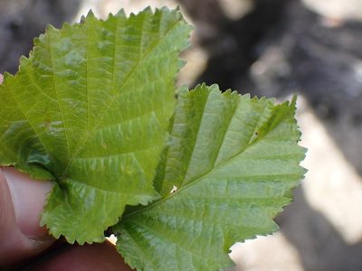 Betula occidentalis, photographed by Shane Johnson
