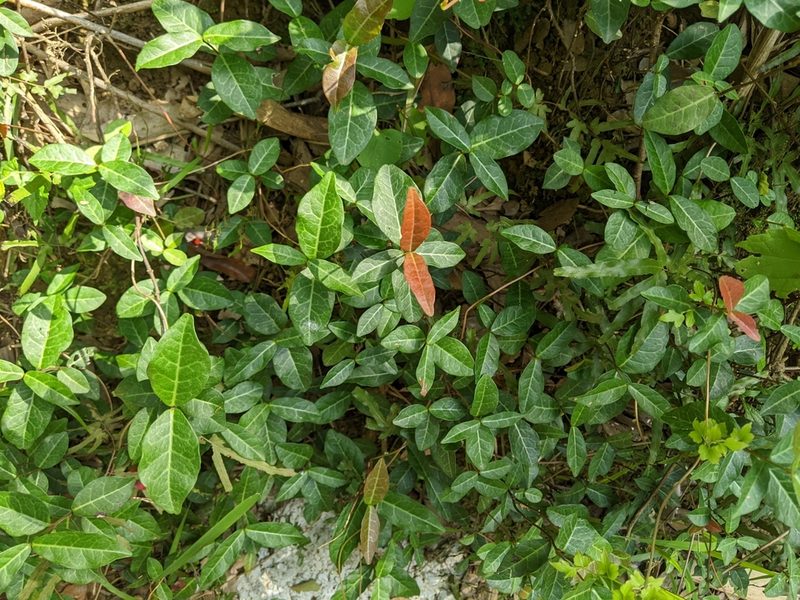 Trachelospermum jasminoides, photographed by 潘立傑 LICHIEH_PAN