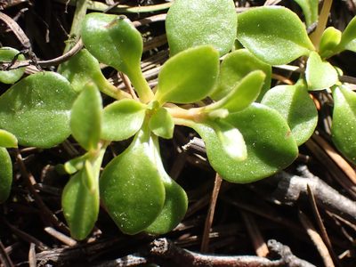 Montia parvifolia, photographed by Shane Johnson