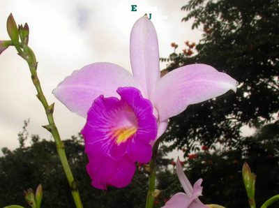 Arundina graminifolia, photographed by Enéas V. Gouvêa Junior