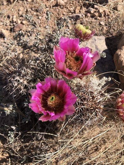Echinocereus fendleri, photographed by Katherine Parys