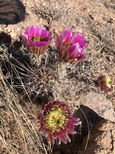 Echinocereus fendleri, photographed by Katherine Parys