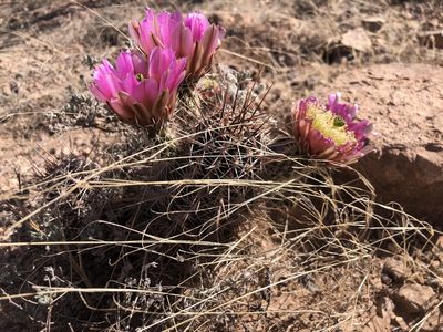 Echinocereus fendleri, photographed by Katherine Parys