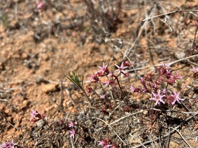 Chorizanthe fimbriata, photographed by Jess Mullins