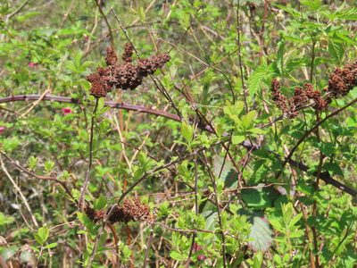 Spiraea douglasii, photographed by Erin Springinotic