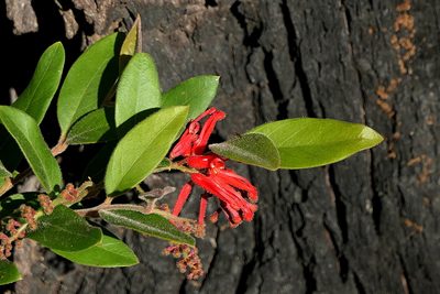 Grevillea rhyolitica, photographed by Max Campbell