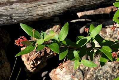 Grevillea rhyolitica, photographed by Max Campbell