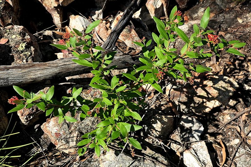 Grevillea rhyolitica, photographed by Max Campbell