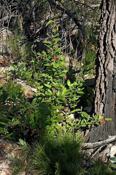 Grevillea rhyolitica, photographed by Max Campbell