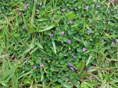 Grona triflora, photographed by 雲一百香果