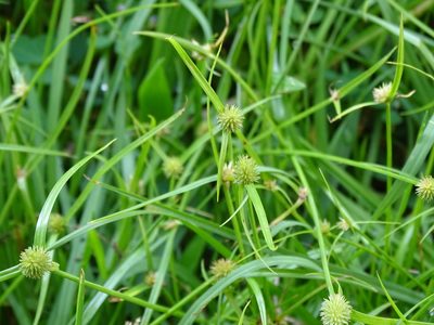 Cyperus brevifolius, photographed by 雲一百香果