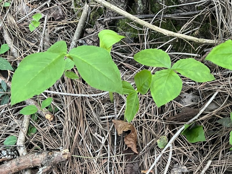 Arisaema pusillum, photographed by Brian Finzel