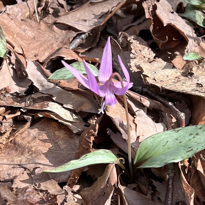 Erythronium japonicum, photographed by ITÔ, Hiroki