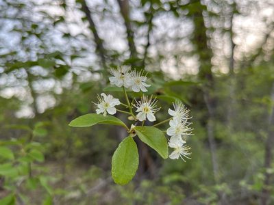 Prunus emarginata, photographed by Darren Oh