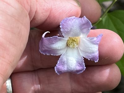 Clematis crispa, photographed by Brian Finzel