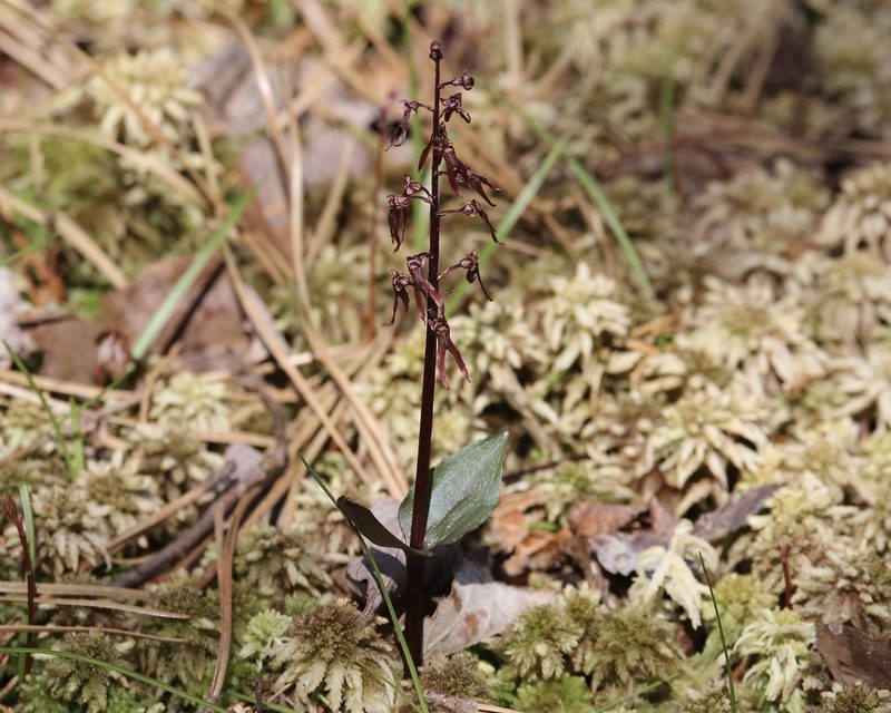 Neottia bifolia, photographed by er-birds