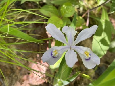 Iris cristata, photographed by Brian Finzel