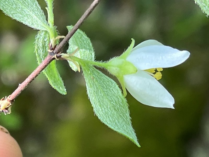 Philadelphus hirsutus, photographed by Brian Finzel