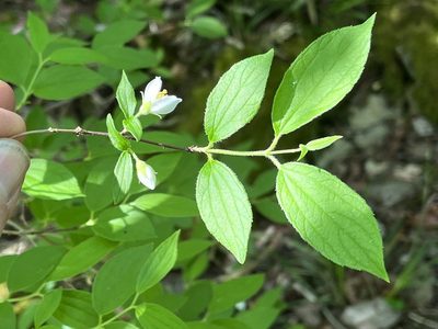 Philadelphus hirsutus, photographed by Brian Finzel