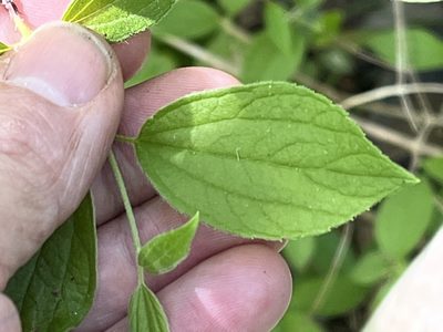 Philadelphus hirsutus, photographed by Brian Finzel