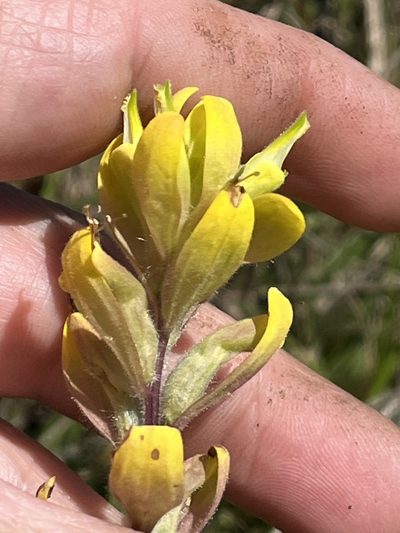 Castilleja kraliana, photographed by Brian Finzel