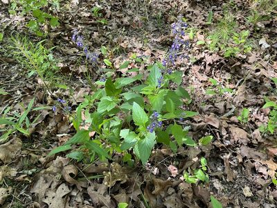 Salvia urticifolia, photographed by Brian Finzel