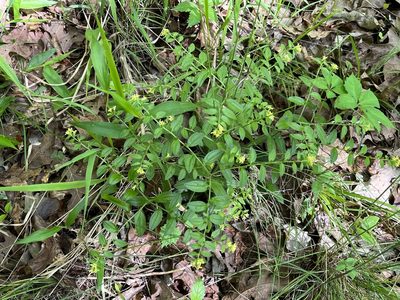 Lithospermum tuberosum, photographed by Brian Finzel