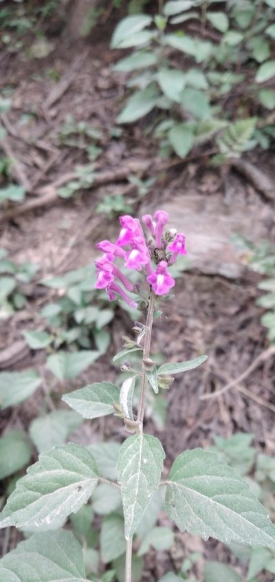 Scutellaria purpurascens, photographed by Fede y Vani