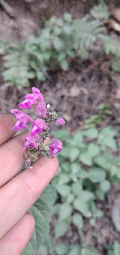 Scutellaria purpurascens, photographed by Fede y Vani