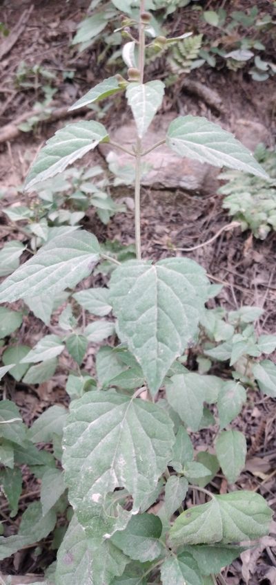 Scutellaria purpurascens, photographed by Fede y Vani