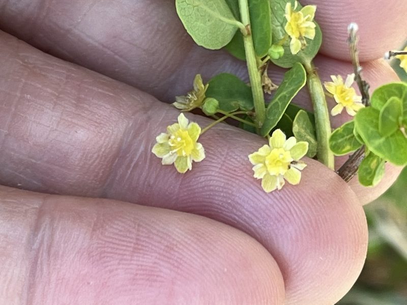Phyllanthopsis phyllanthoides, photographed by Brian Finzel