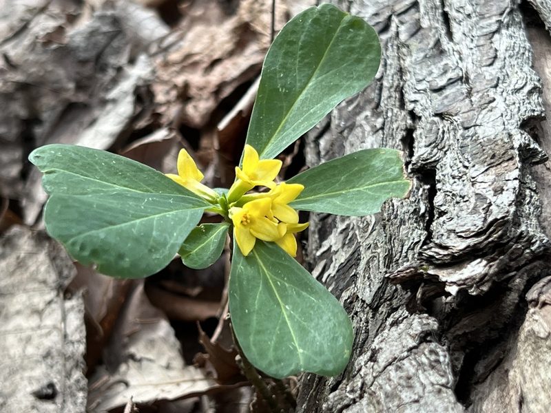 Daphne jezoensis, photographed by ITÔ, Hiroki