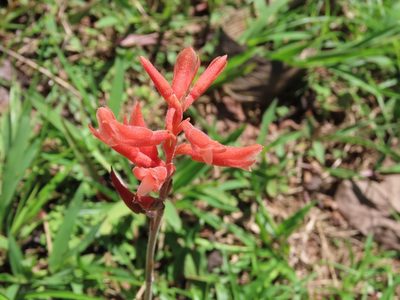 Sacoila lanceolata