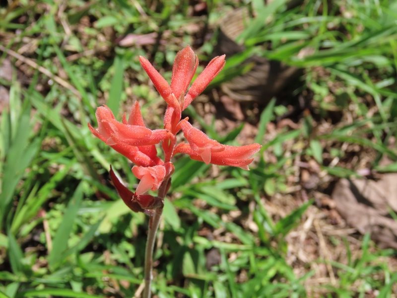 Sacoila lanceolata, photographed by Francis Pérez