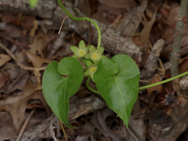 Matelea edwardsensis, photographed by Michelle W. （鍾偉瑋）