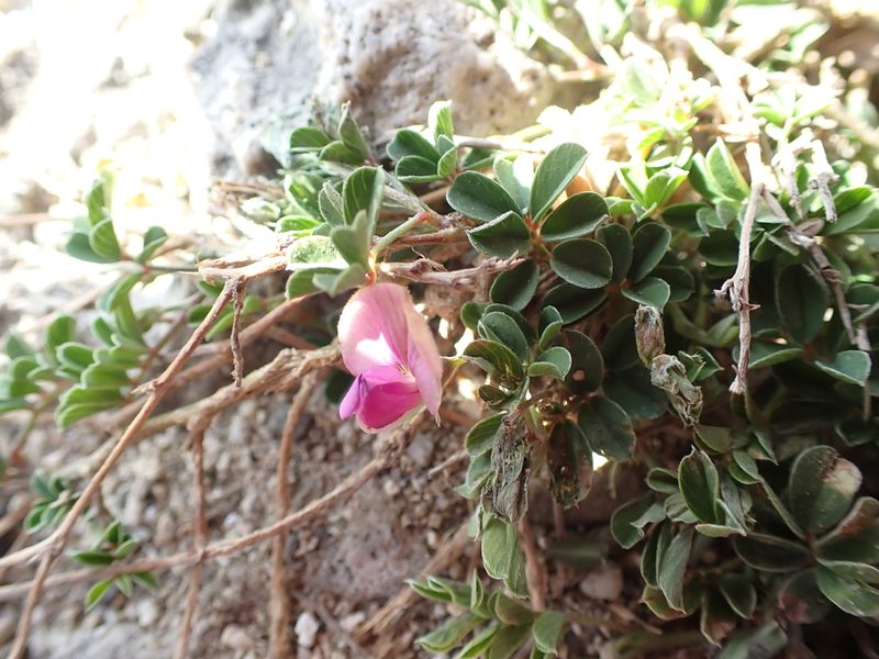Tephrosia obovata, photographed by 呂一起(Lyu yi-chi)