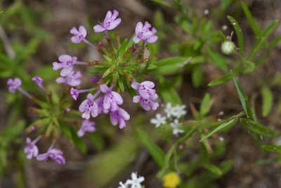Hedeoma acinoides, photographed by Michelle W. （鍾偉瑋）