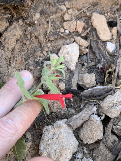 Salvia henryi, photographed by Kenzie Anderson-Bell