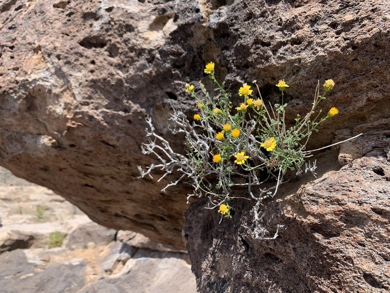 Perityle gilensis, photographed by Kenzie Anderson-Bell