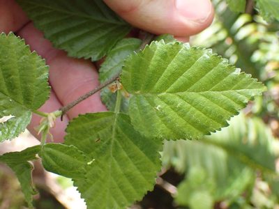 Betula occidentalis, photographed by Shane Johnson