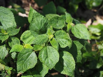 Boehmeria nivea, photographed by 葉子