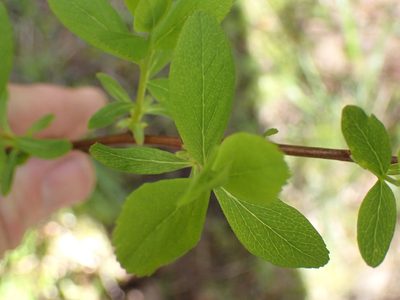 Spiraea douglasii, photographed by Shane Johnson