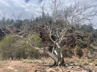 Platanus wrightii, photographed by lejones417